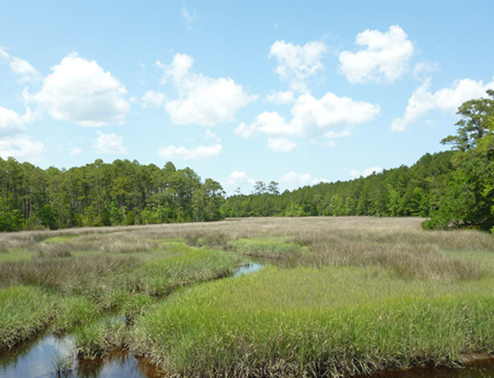 ORDER OF THE LONGLEAF PINE AWARDED TO COASTAL LAND TRUST DEPUTY ...