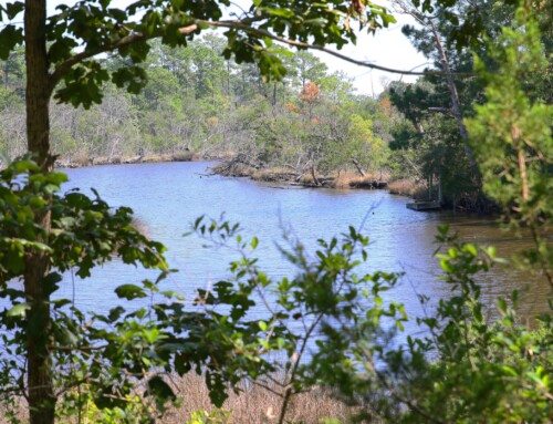 Everett Creek Preserve