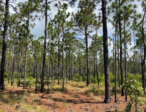 Gales Creek Preserve at Camp Sam Hatcher