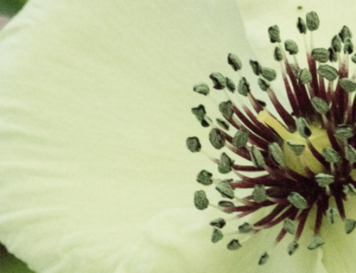 Everett Creek Preserve