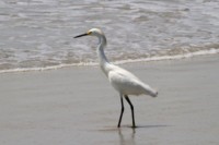 Bird Island Reserve - NC Coastal Land Trust