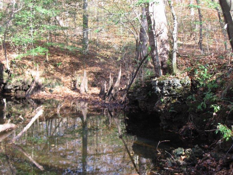 Island Creek – NC Coastal Land Trust