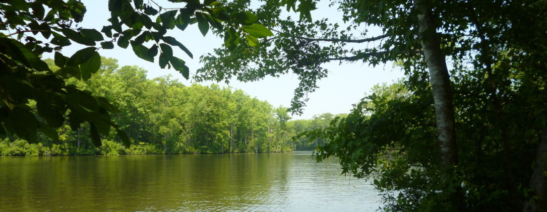 Lost in the Lush: A Journey into North Carolina's Chowan Swamp State Natural Area