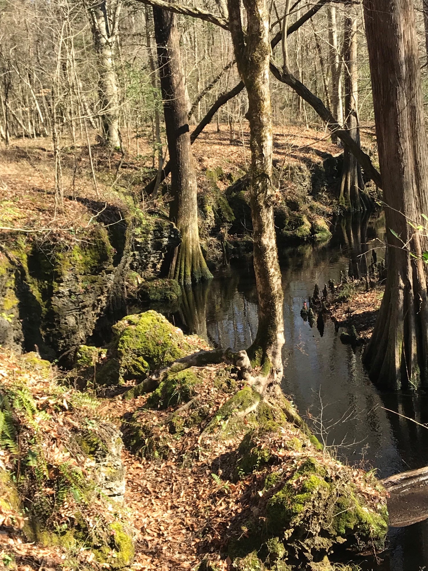 Island Creek – NC Coastal Land Trust