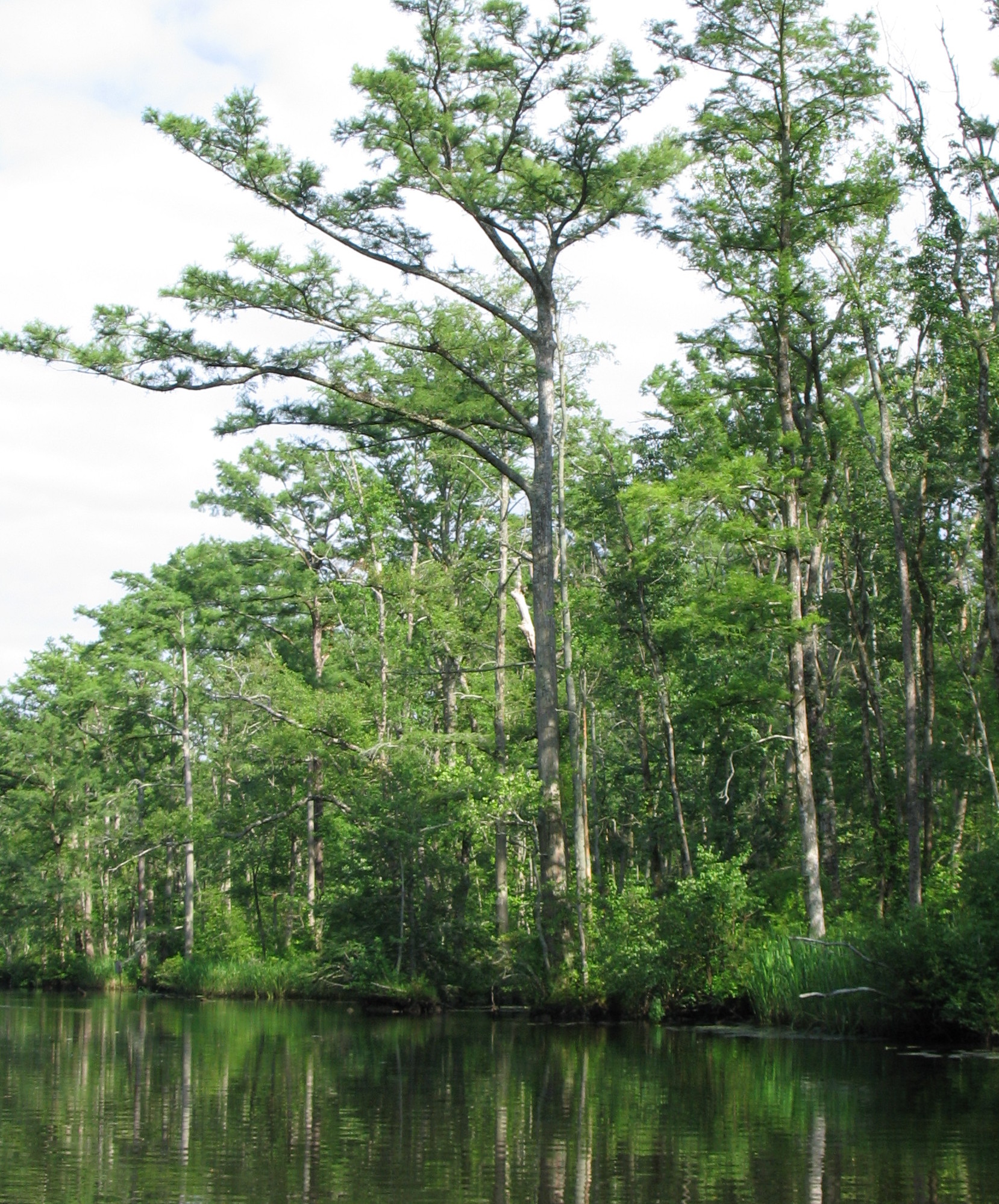 Chowan River – NC Coastal Land Trust