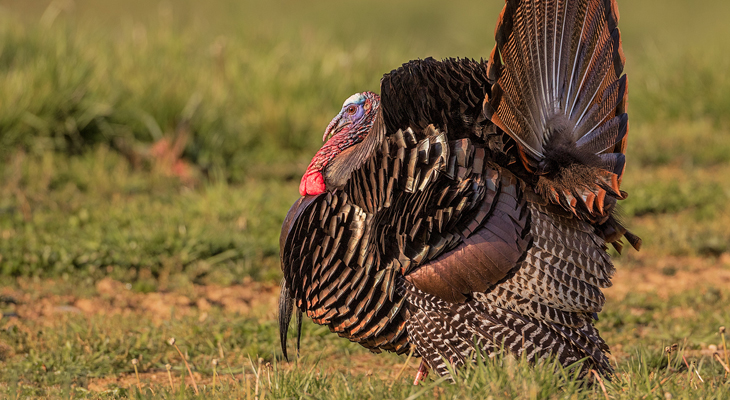 Little Lunch Lecture – Let’s Talk Turkey! – 12 noon – NC Coastal Land Trust