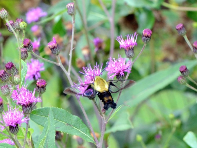 Essays from Nature: Week 9 – Professor Osmosis – NC Coastal Land Trust