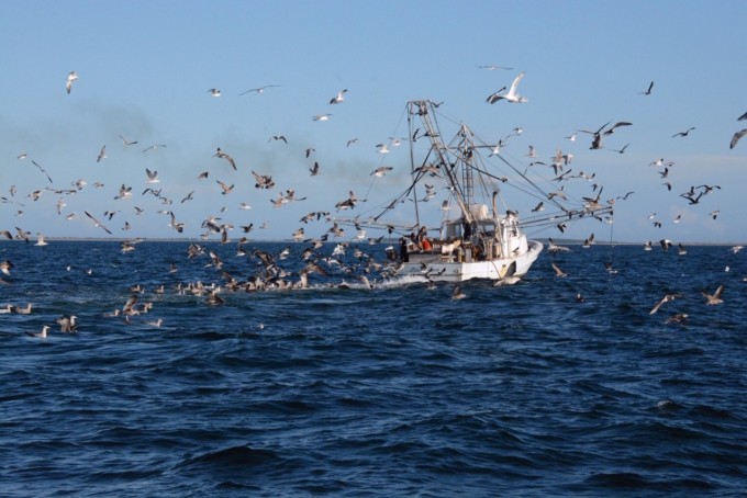 Essays from Nature: Week 12 – Home Waters – NC Coastal Land Trust