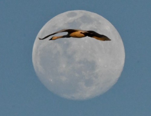 Essays from Nature: #32 – When Swans Fly Over the Moon