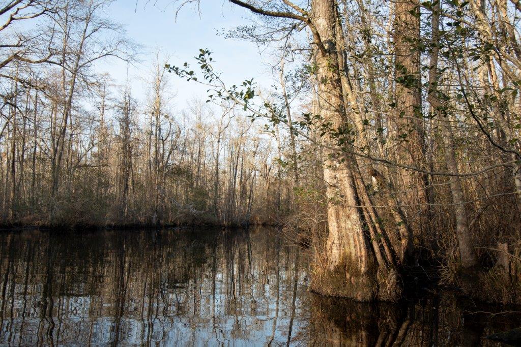 Chowan/Perry – Protected and transferred to State of NC! – NC Coastal ...