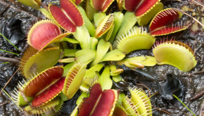 Giant Venus Flytrap Collection