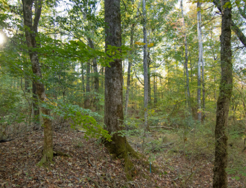 Brice’s Creek Preserve to Become New Nature Park!