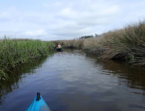 Conservation Partnership Initiated Along the Newport River