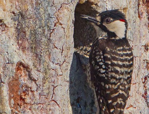 Rare and Remarkable: A Special Bird of the Southern Coastal Pine Forest