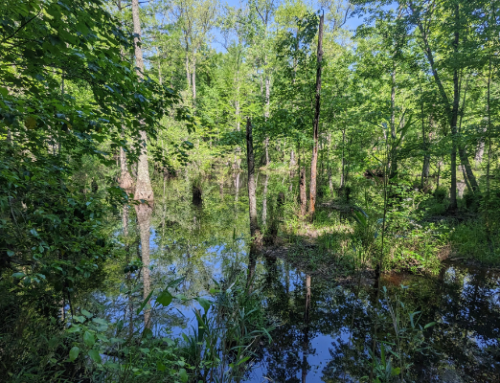 Historical and Ecological Treasure in Bertie County Protected!