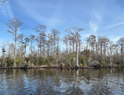 Coastal Land Trust Adds 300+ acres to Expand North Carolina’s Public Lands
