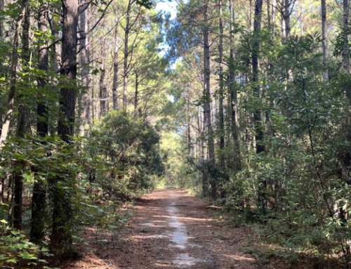 CLT Plans to Purchase Flossie Bryan and Establish a new Nature Preserve!