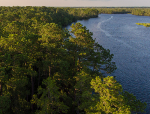 NCCLT Announces Agreement to Conserve the Sledge Legacy Forest